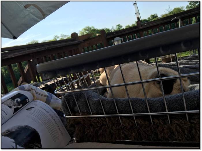 Arden Peanut Outside Deck May 22 2016