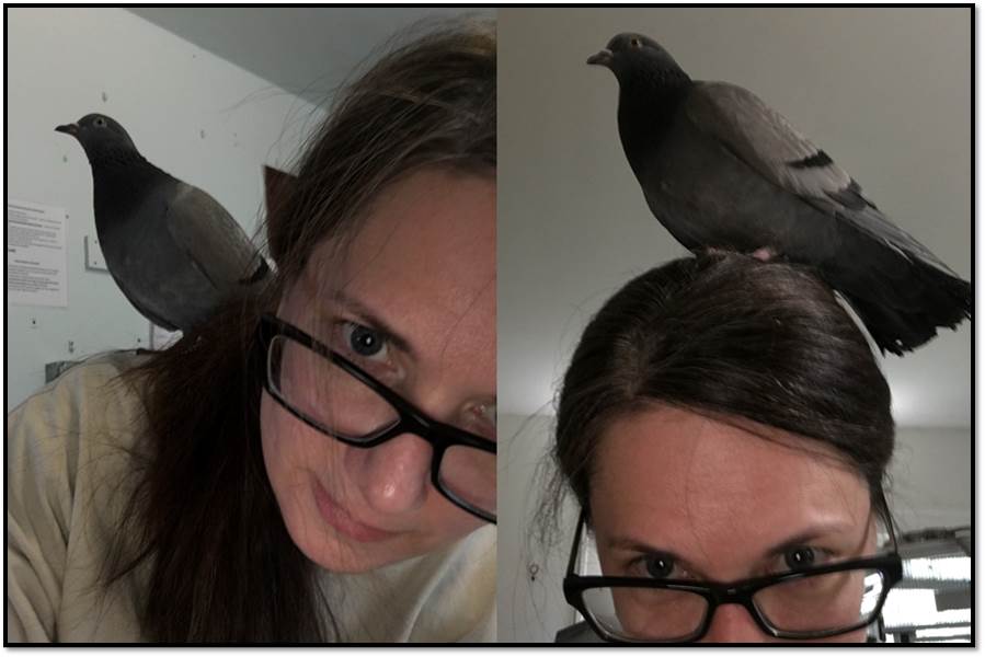 Arden Zich Pigeon Bird