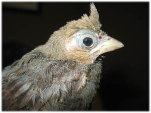 Juvenile Male Cardinal