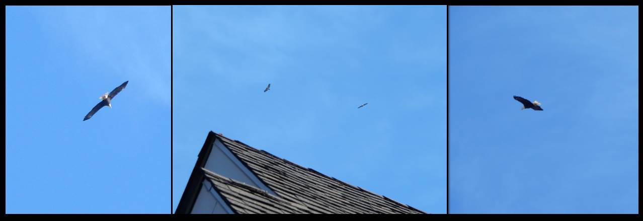 Bald Eagles Over House Feb 2016