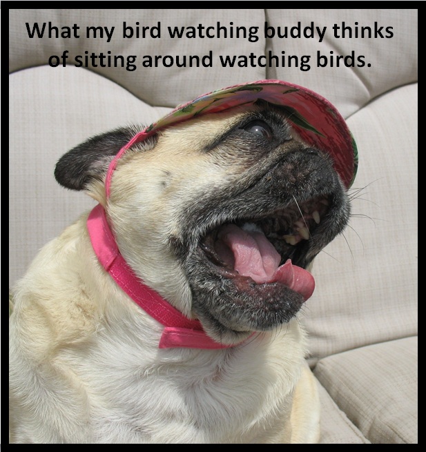 Bird Watching Buddy is Bored