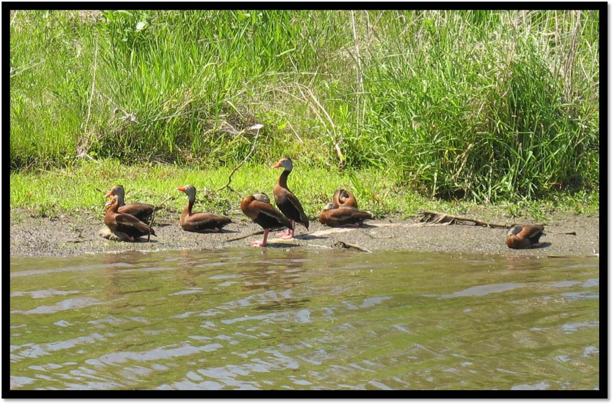 Black Bellied Whistling Ducks Yorkville IL May 2014