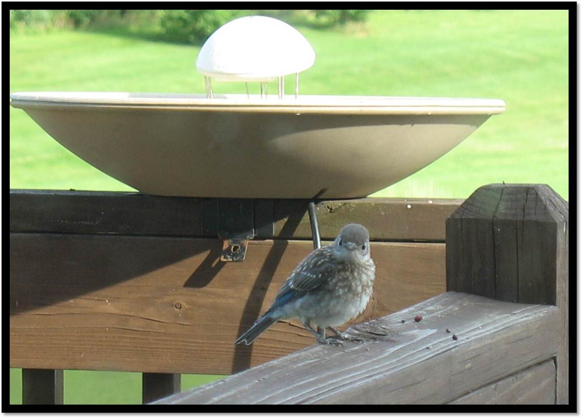 bluebird stares back at me
