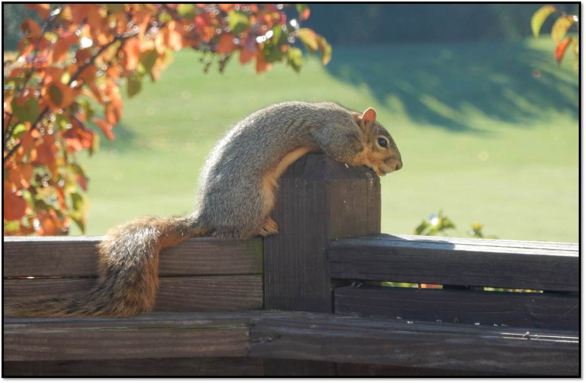 Contemplative Squirrel
