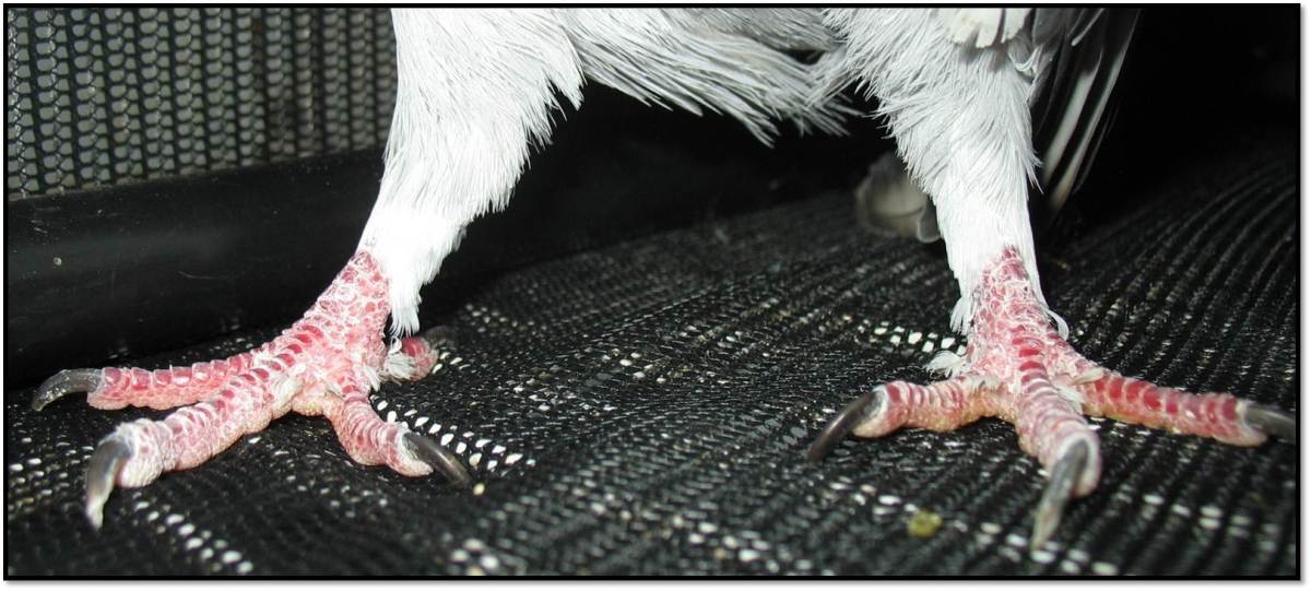pigeon rock dove bird feathers between toes