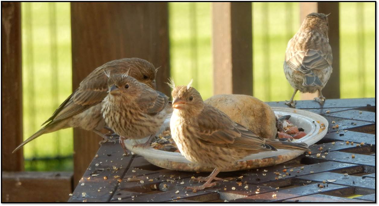 Fledgling House Finch May 2016