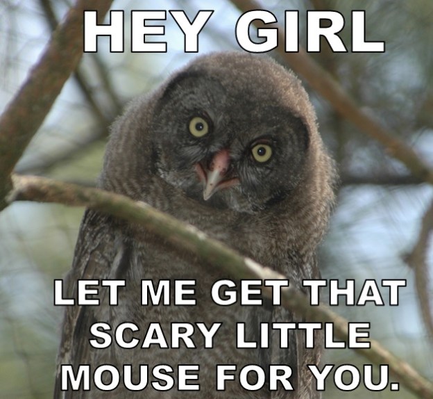 HEY GIRL Raptors are the solution