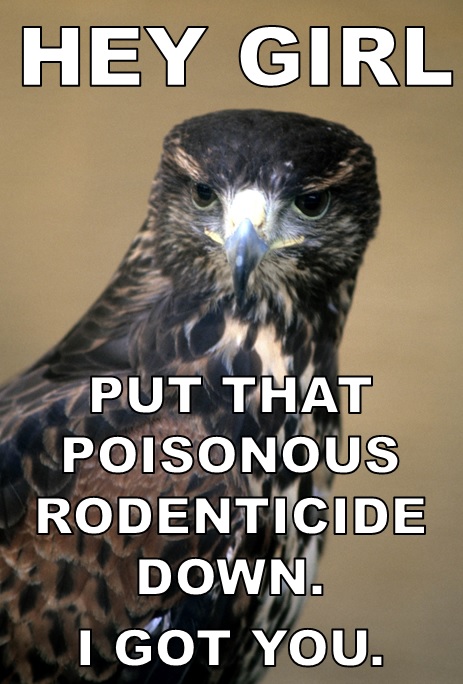 HEY GIRL Raptors are the solution