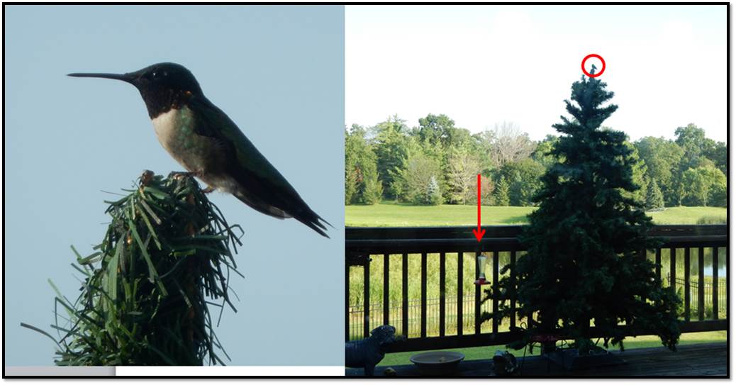 Hummingbird Bully Summer 2015