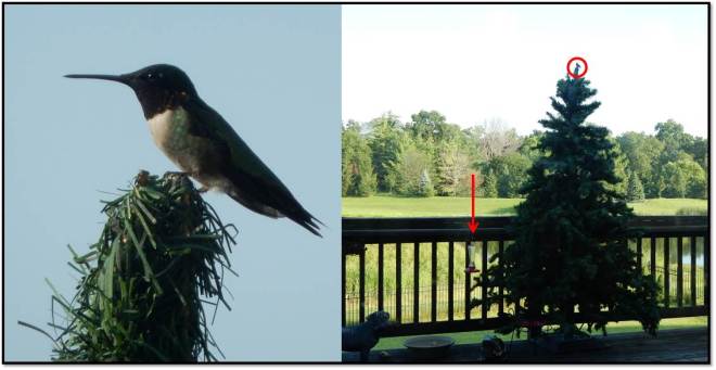 Hummingbird Bully Summer 2015