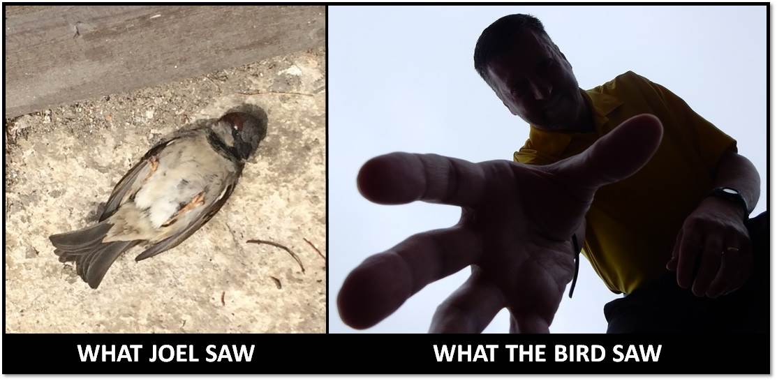 Joel and his house sparrow save2