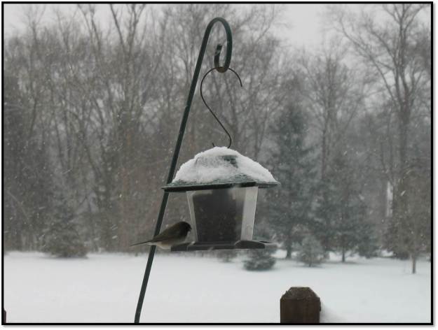 junco on feeder