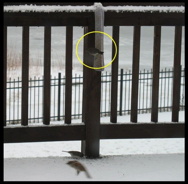 Junco on thistle sock feeder