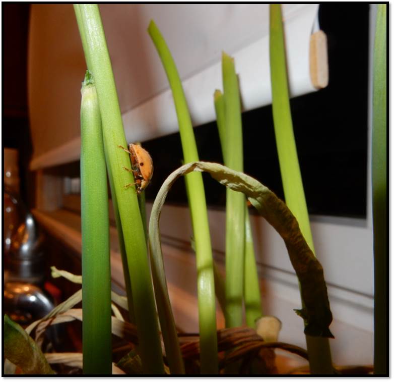 ladybug-on-green-onion