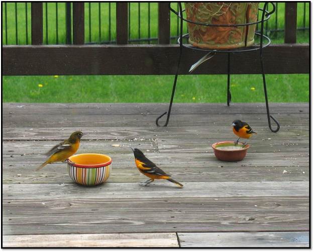 male female Baltimore orioles eating 2014