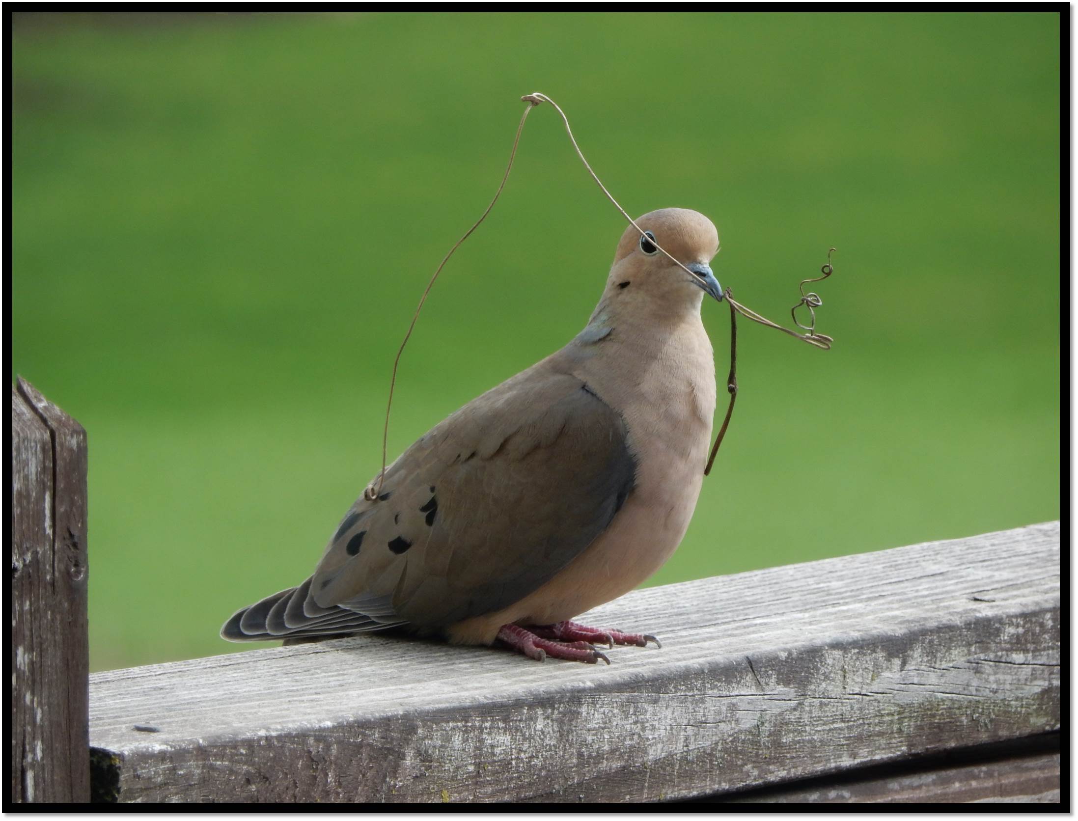 mourning dove with twig