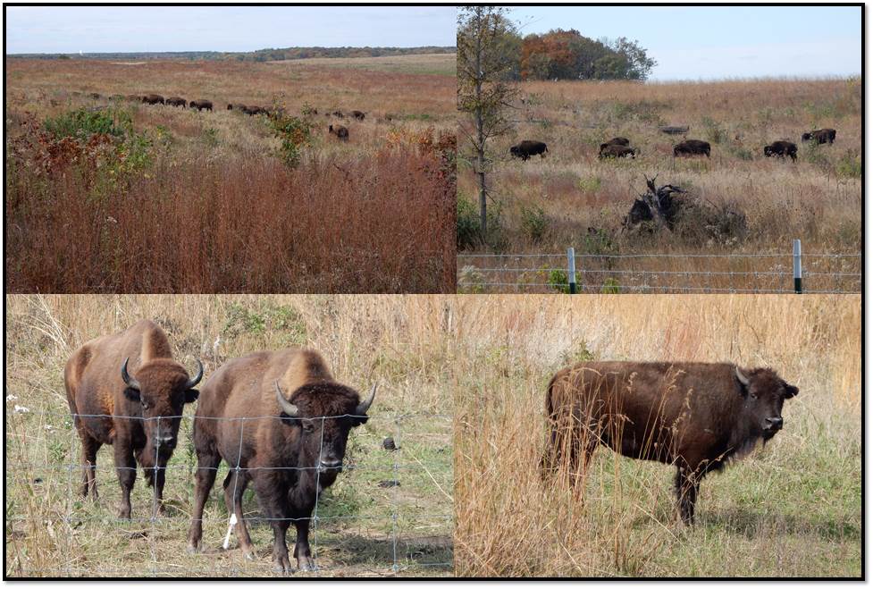 nachusa-grasslands-bison-oct-2016