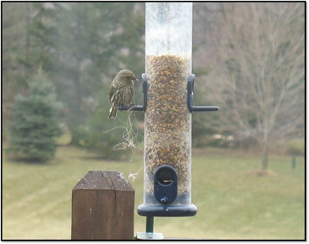 payment from female house finsh