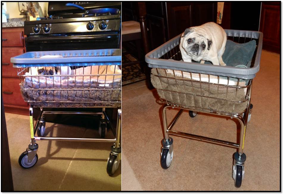 Peanut in laundry cart