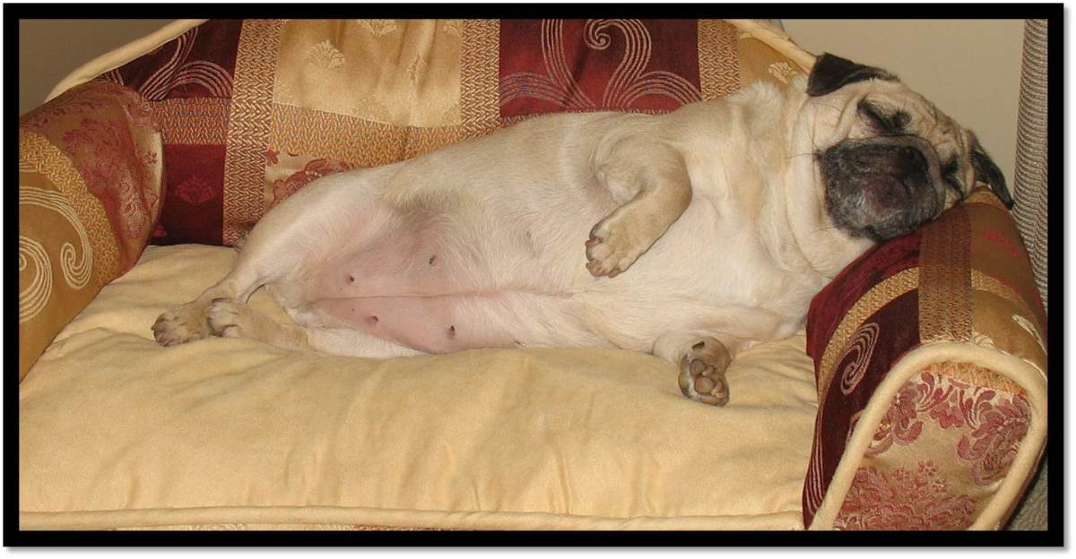 peanut pug resting on sofa bed