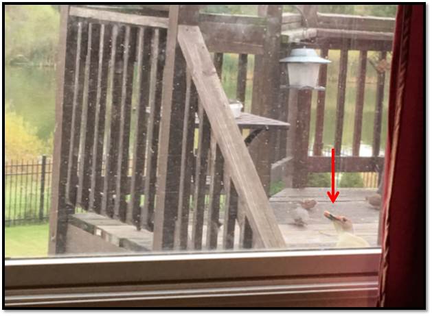 peeping-red-bellied-woodpecker-nov-2016