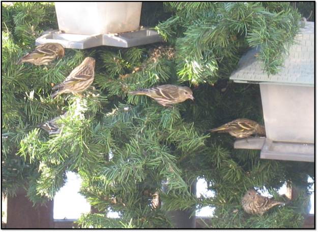 pine siskins all in a row