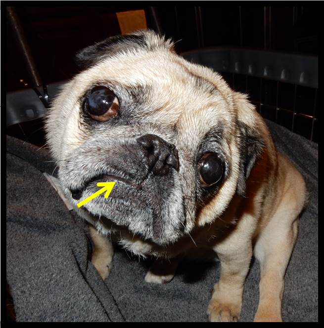 Pug lip