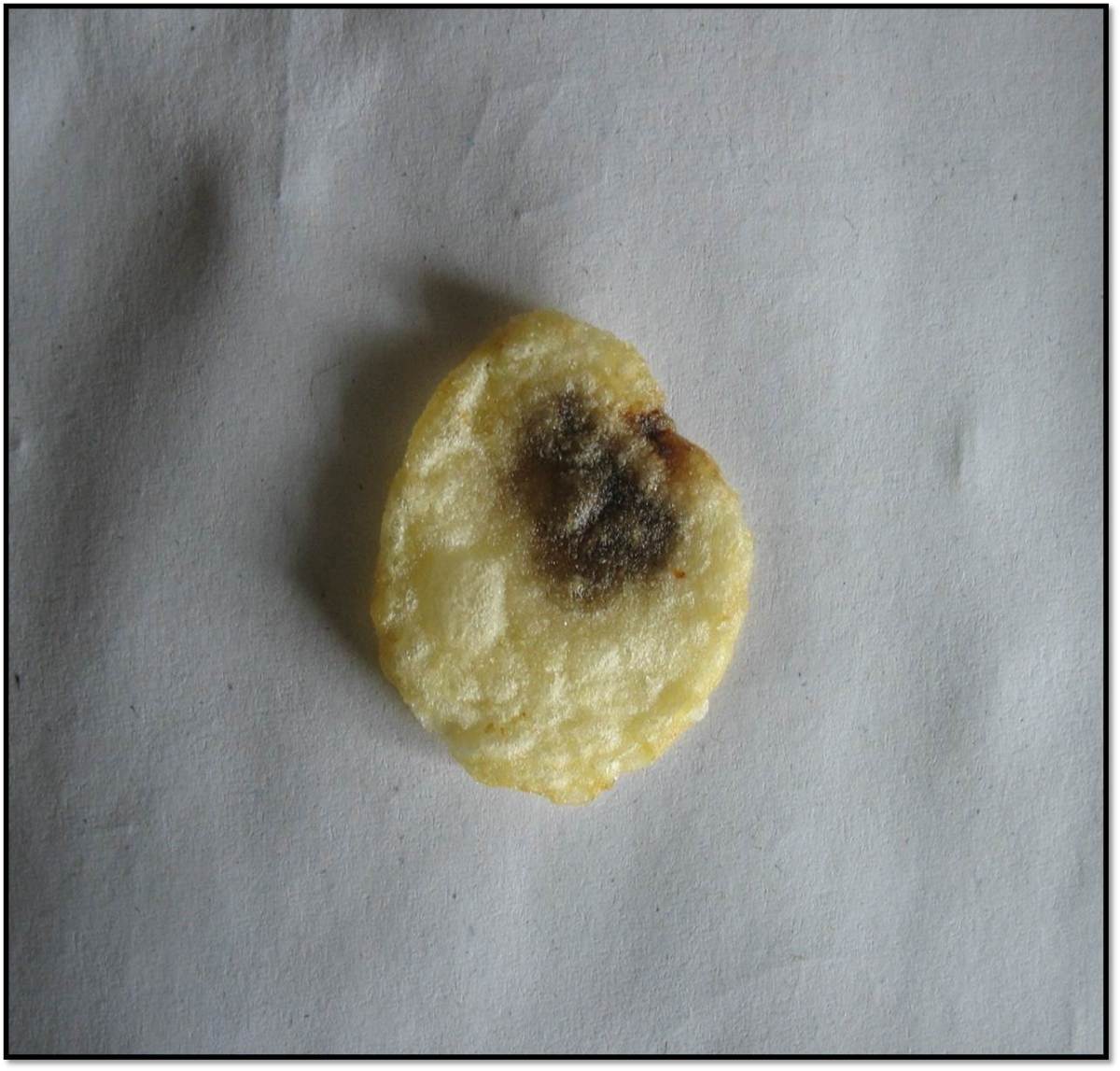 pug on a potato chip