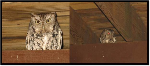 Screech owl under deck Feb 2014