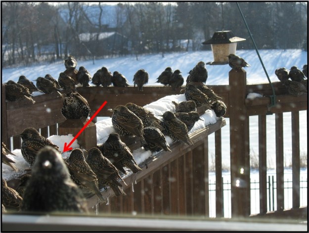 Starling Peeking Through Window