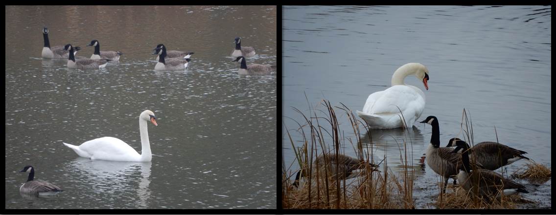 swan-behind-house-nov-2016