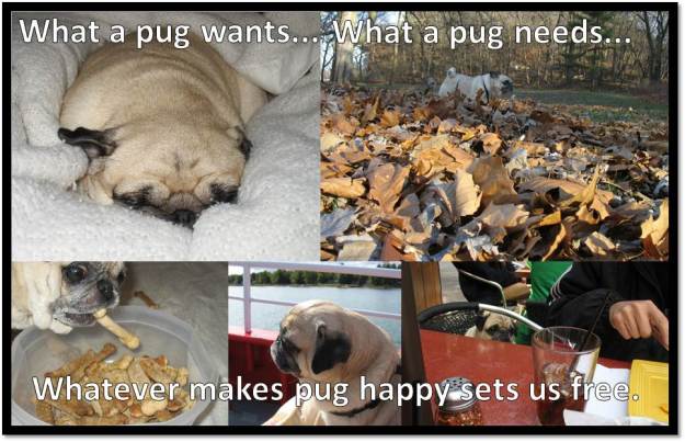 what a pug wants what a pug needs