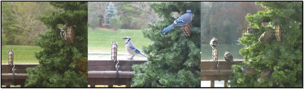 Wild birds in artificial christmas tree