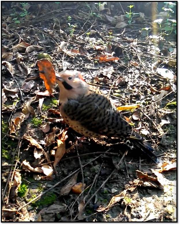Wooka with impaled leaf on beak