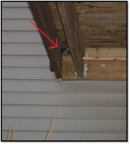 house sparrow squatter