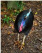Cassowary