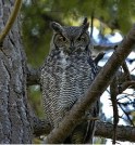 Great Horned Owl