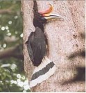 Hornbill