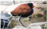 Jacana