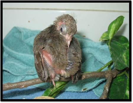 Male Cardinal Nestling Incubator