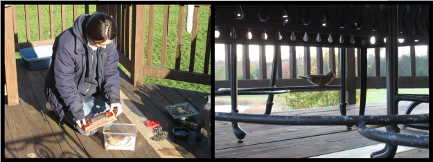 Male Cardinal Release and Final Look Before Leaving