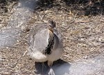 Malleefowl