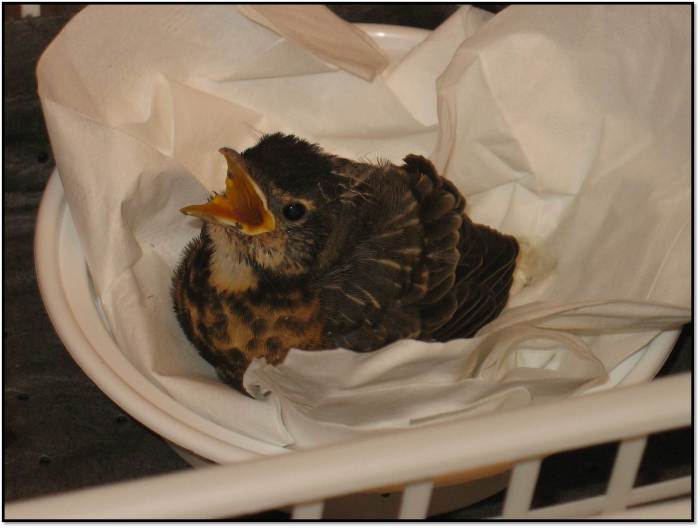 orphaned baby robin guest