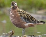 Red Phalarope