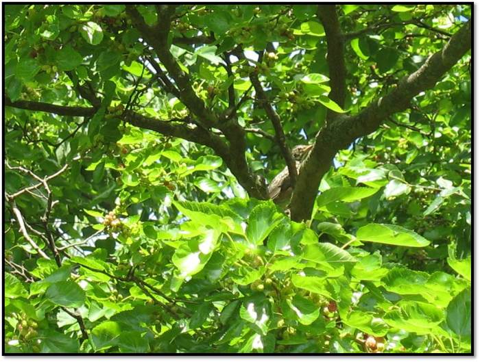 released robin in the tree
