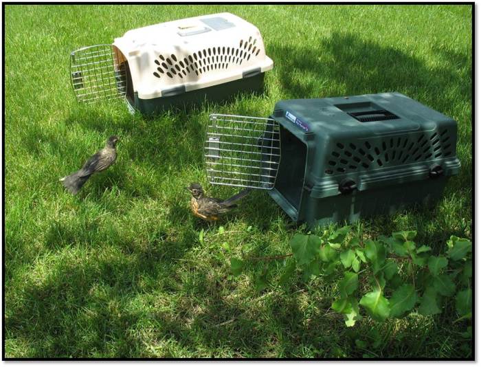 robin release peeking around a little further