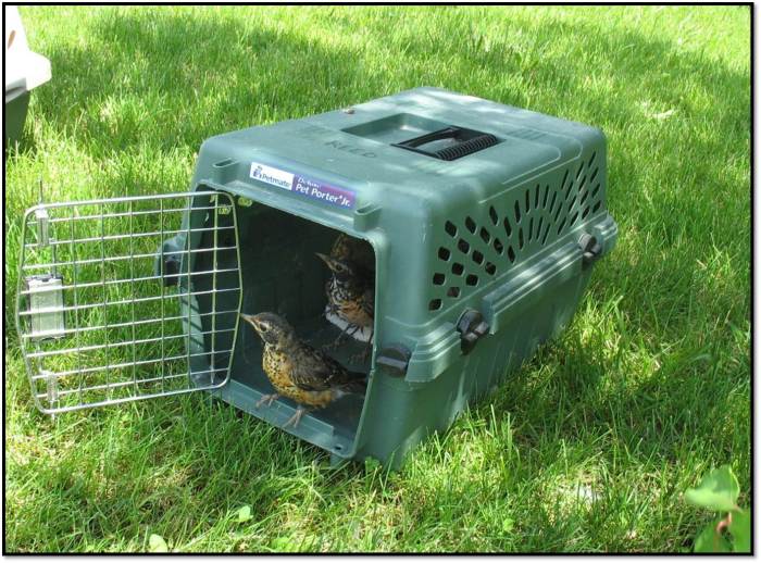 robin release peeking out