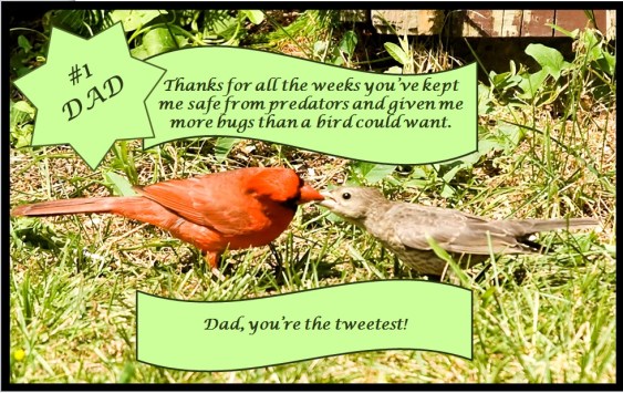 The Tweetest Bird Dad