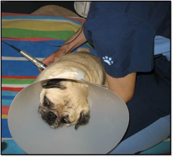 Peanut getting laser treatments