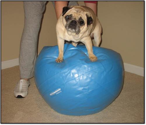 Peanut on the yoga ball